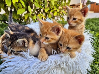 Apartment Ferienwohnung Auszeit - Outdoor photo 7