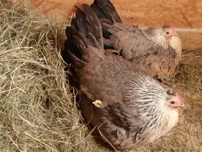 Apartment Ferienwohnung Auszeit - Outdoor photo 40