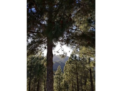 Holiday apartment Parque Rey Carlos - Environment photo 39