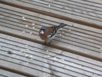 Holiday house Reetdachhaus - Outdoor photo 4