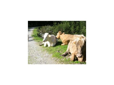 Apartment Alpenrose - App./2 Schlafräume, Dusche, WC - Outdoor photo 9