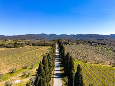 Holiday house Belvedere di Bolgheri - Environment photo 20