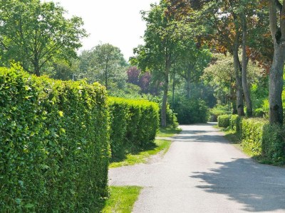 Chalet VZ1150 Vakantiechalet in Scherpenisse - Outdoor photo 71