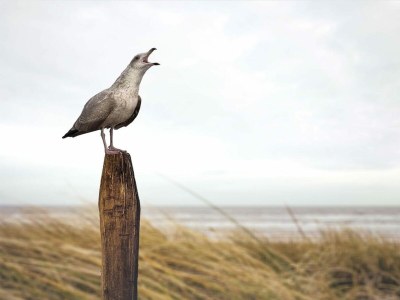 Holiday house VZ1178 Vakantiehuis in Kamperland - Outdoor photo 6