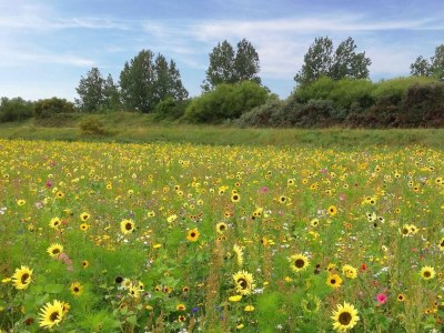 Holiday house VZ1178 Vakantiehuis in Kamperland - Outdoor photo 31