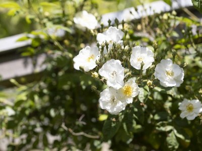 Holiday house VZ2404 Vakantiehuis in Oostkapelle - Outdoor photo 2