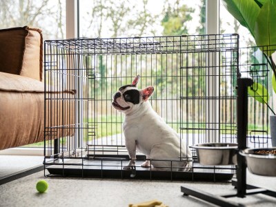 Holiday house VZ2536 Vakantiehuis Duingras Huisdiervriendelijk-6 - Outdoor photo 8