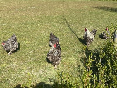 Holiday house VZ270 Groepsaccommodatie Ellemeet - Outdoor photo 29