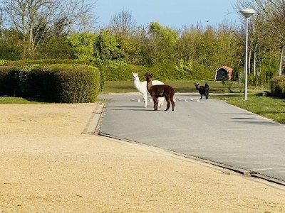 Holiday house VZ271 Groepsaccommodatie Ellemeet - Outdoor photo 18