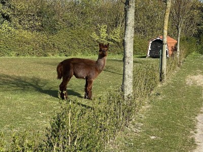 Holiday house VZ271 Groepsaccommodatie Ellemeet - Outdoor photo 30