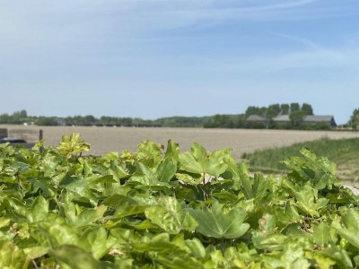 Holiday house VZ833 Vakantiewoning Oostkapelle - Outdoor photo 10