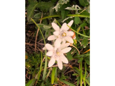 Holiday room Seppenalmhütte - Outdoor photo 22