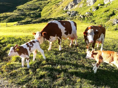 Holiday room Seppenalmhütte - Outdoor photo 26