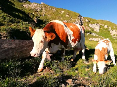 Holiday room Seppenalmhütte - Outdoor photo 27