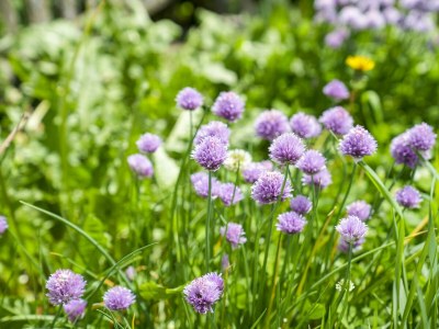 Apartment Beim Rauter – Emberger Alm - Outdoor photo 63