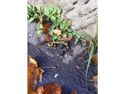 Holiday apartment Krippen an der Grundmühle - Outdoor photo 14