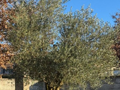 Villa Ravina - Environment photo 16