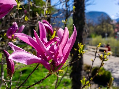 Holiday apartment Little Gem View Merano with Garage/Panoramic View 1 - Environment photo 32