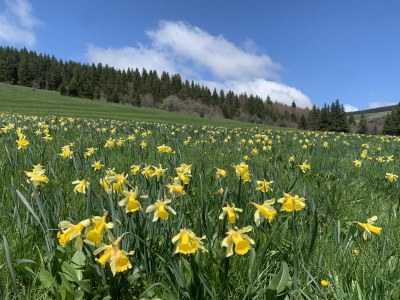 Holiday house Little Mountain cottage - Environment photo 15