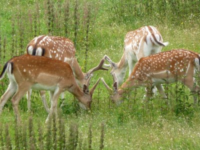 Holiday apartment Müller - Environment photo 19