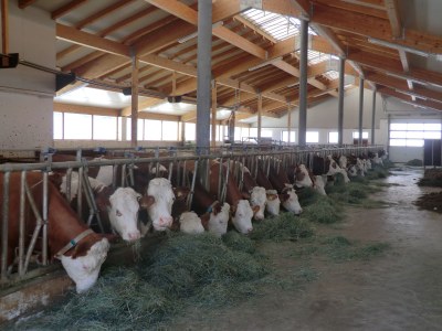 Holiday apartment Schmoezlhof farm - Environment photo 15