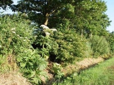 Holiday house Hasecamer "Nicolina" number 126 - Document photo 26