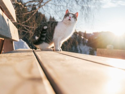 Apartment Ferienwohnung " Schneeberg " - Outdoor photo 33