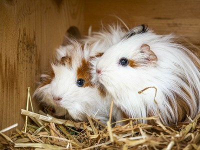 Apartment Ferienwohnung WEITSICHT - Outdoor photo 40