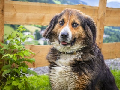 Apartment Ferienwohnung WEITSICHT - Outdoor photo 41