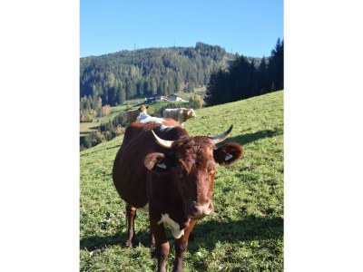 Apartment Ferienwohnung WEITSICHT - Features photo 52