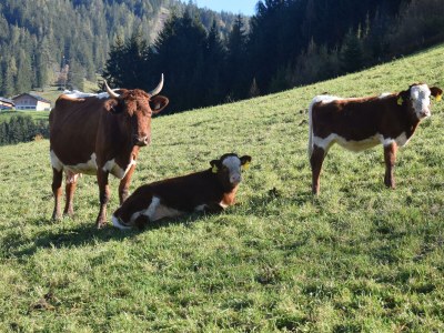 Apartment Ferienwohnung WEITSICHT - Features photo 57