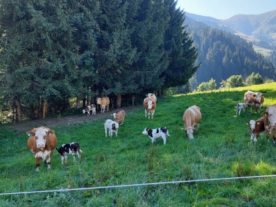 Apartment Wohnung, Erdgeschoss, 1-10 Personen - Outdoor photo 12