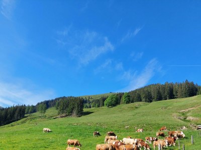 Apartment Wohnung, Erdgeschoss, 1-10 Personen - Outdoor photo 13