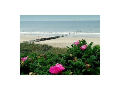 Holiday apartment Domburg - Environment photo 17