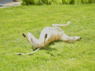 Holiday apartment Rittergut Oetzsch - Features photo 25