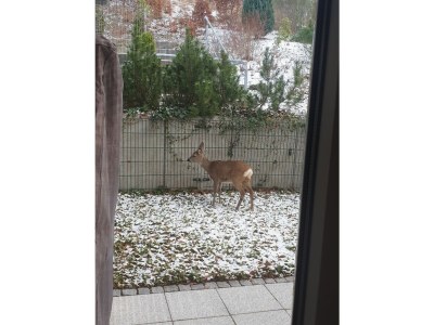 Apartment Rondshagen - Features photo 27