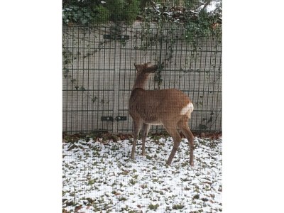 Apartment Rondshagen - Features photo 28