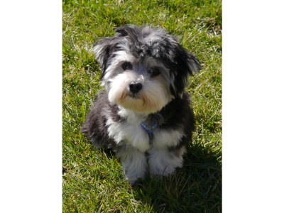 Holiday apartment Villa Romantica OG 1 - Outdoor photo 9