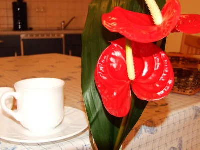 Holiday house On the lake shore in the annexe - Features photo 16