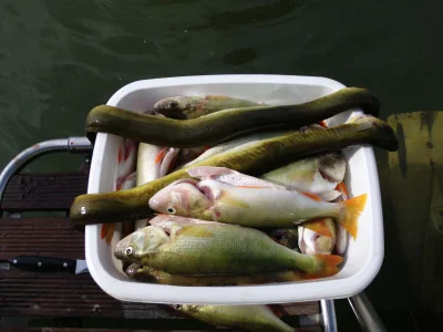 Holiday house On the lake shore in the annexe - Environment photo 22