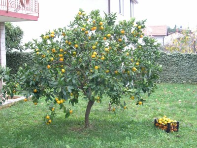 Holiday apartment Fe-wo  "Marko" - Outdoor photo 7