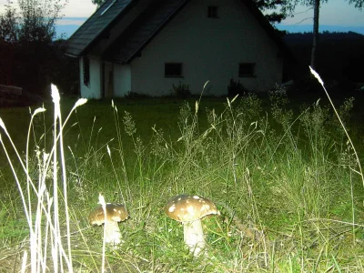 Holiday house Rosi - Environment photo 9