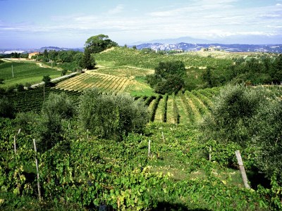 Holiday apartment 3-room holiday apartment on original vineyard with pool - Environment photo 18
