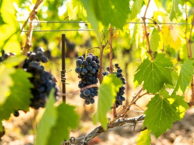 Holiday apartment 3-room holiday apartment on original vineyard with pool - Environment photo 26