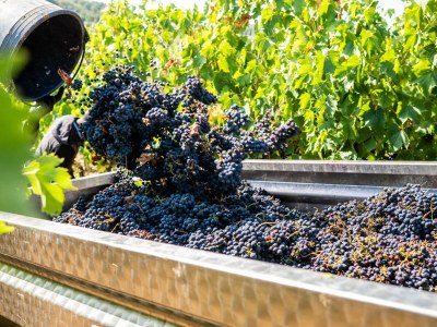 Holiday apartment 3-room holiday apartment on original vineyard with pool - Environment photo 27