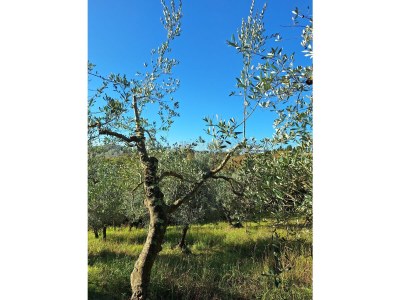 Holiday apartment 3-room holiday apartment on original vineyard with pool - Environment photo 31