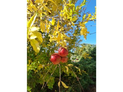 Holiday apartment 3-room holiday apartment on original vineyard with pool - Environment photo 32
