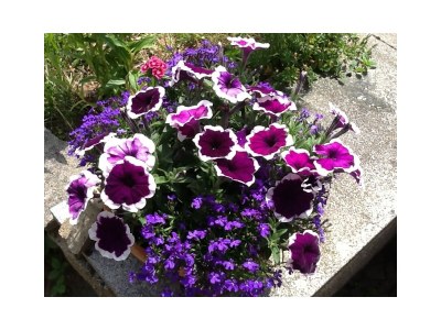 Holiday apartment Haus-sterl - Environment photo 19