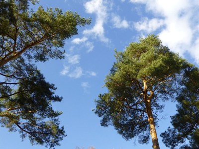 Holiday house Seegrundstück Diensdorf - Document photo 45