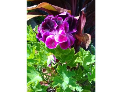 Holiday house Eira - Calhau Grande - Environment photo 14